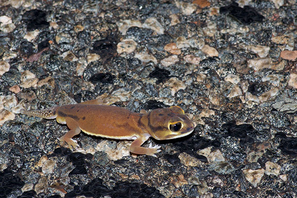 Pale Knob-tailed Gecko (Nephrurus laevissimus)