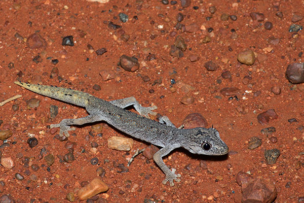 Northern Spiny-tailed Gecko (Strophurus ciliaris aberrans)