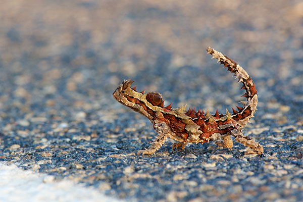 Thorny Devil (Moloch horridus)