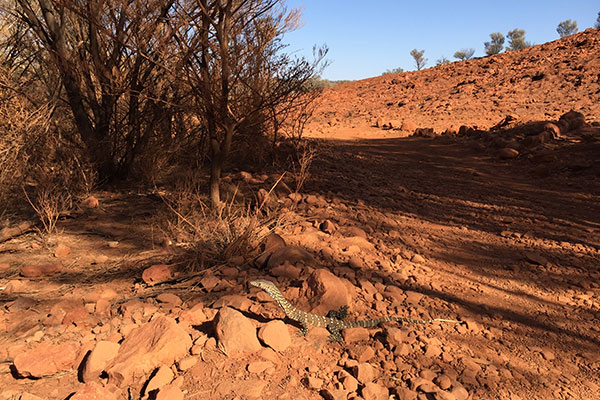 Perentie (Varanus giganteus)