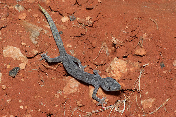 Northern Spiny-tailed Gecko (Strophurus ciliaris aberrans)