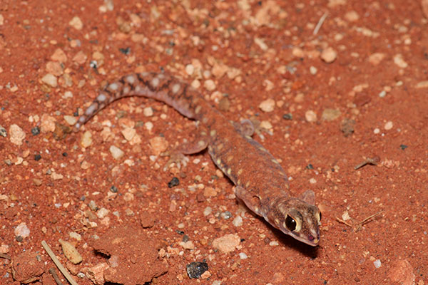 Western Beaked Gecko (Rhynchoedura ornata)