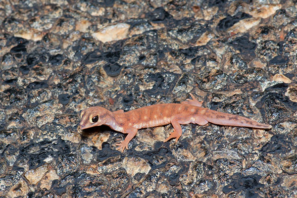 Western Beaked Gecko (Rhynchoedura ornata)