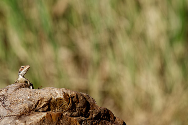 Long-nosed Dragon (Gowidon longirostris)