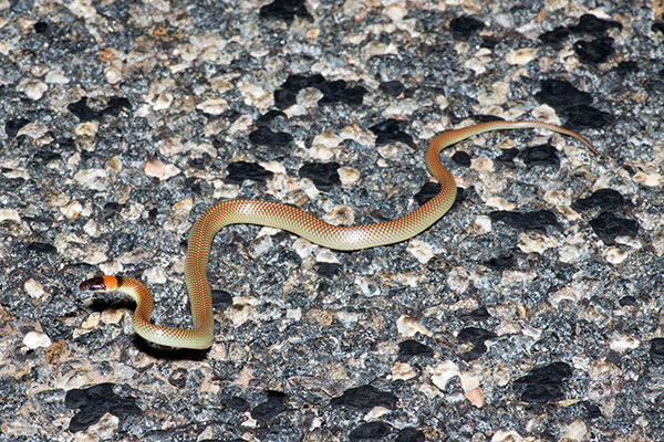 Moon Snake (Furina ornata)