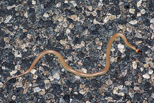 Moon Snake (Furina ornata)