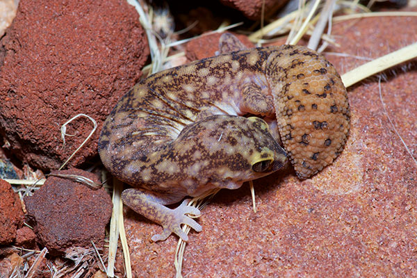 Variable Fat-tailed Gecko (Diplodactylus conspicillatus)