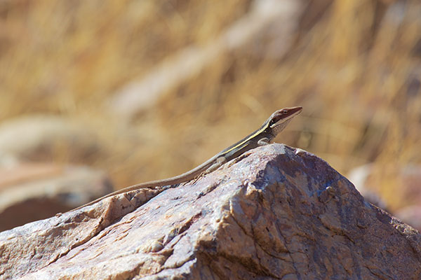 Long-nosed Dragon (Gowidon longirostris)