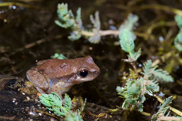 Desert Treefrog (Litoria rubella)