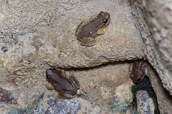 Desert Treefrog (Litoria rubella)