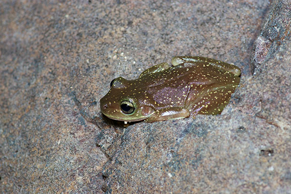 Centralian Treefrog (Ranoidea gilleni)