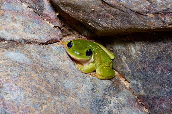 Centralian Treefrog (Ranoidea gilleni)