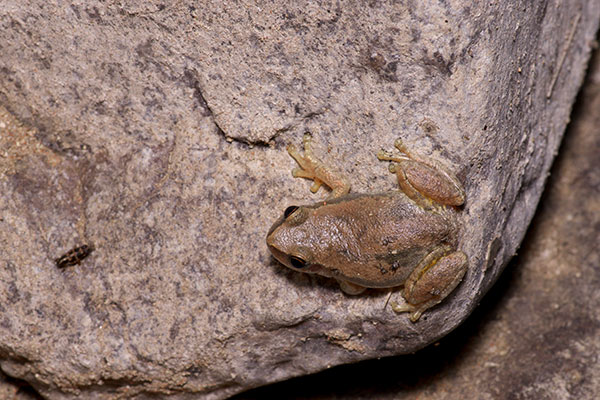 Desert Treefrog (Litoria rubella)