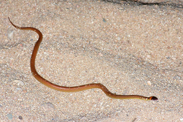 Moon Snake (Furina ornata)