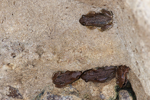 Desert Treefrog (Litoria rubella)