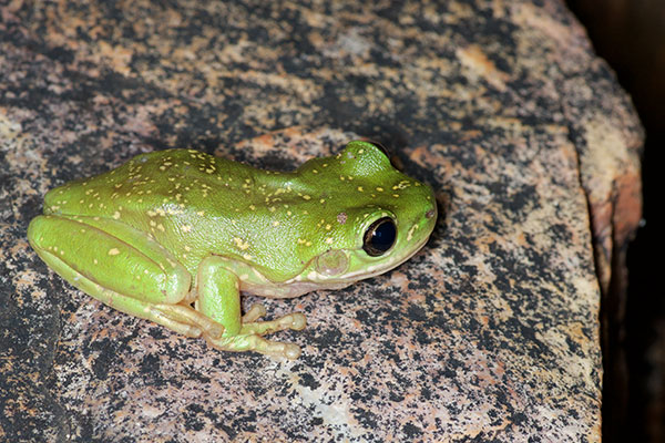 Centralian Treefrog (Ranoidea gilleni)