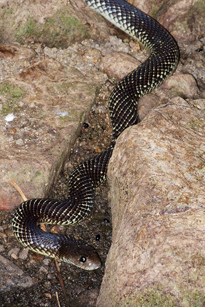 King Brown Snake (Pseudechis australis)