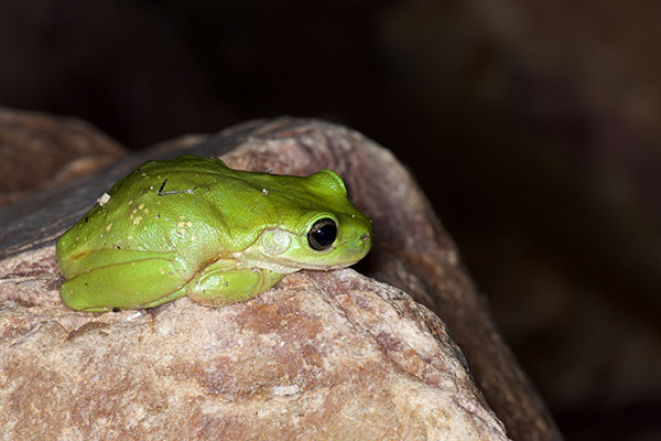 Centralian Treefrog (Ranoidea gilleni)