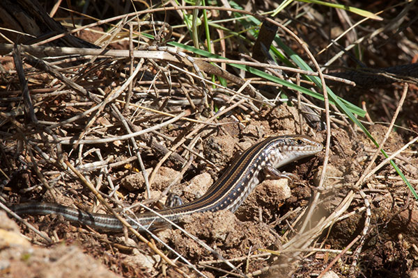 Eastern Striped Skink (Ctenotus robustus)