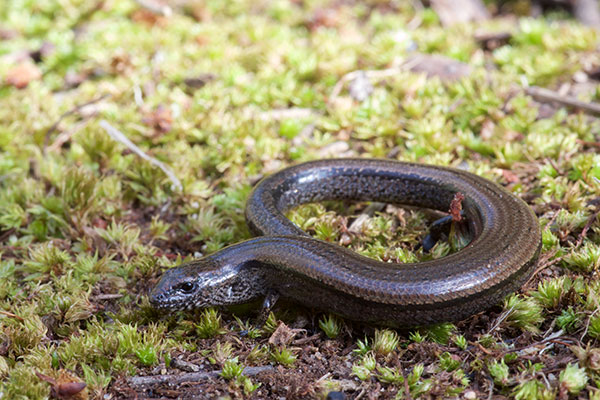 Mainland Southern Earless Skink (Hemiergis decresiensis continentis)