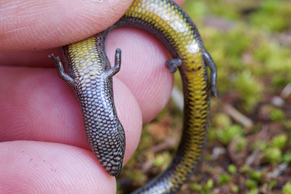 Mainland Southern Earless Skink (Hemiergis decresiensis continentis)