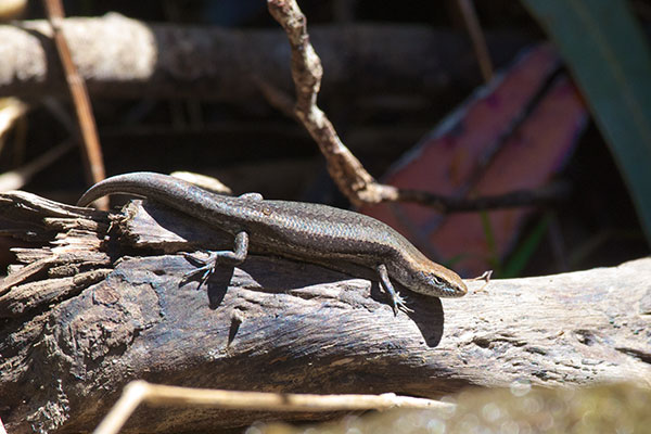 Grass Skink (Lampropholis guichenoti)