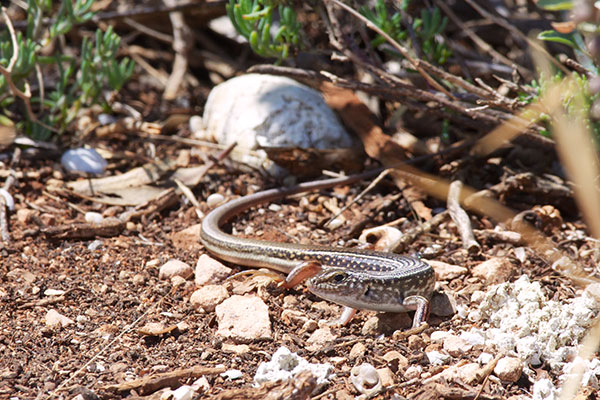 Eastern Spotted Ctenotus (Ctenotus orientalis)