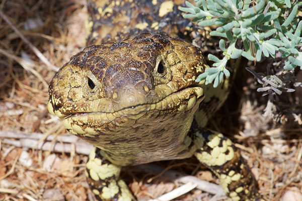 Eastern Shingleback (Tiliqua rugosa aspera)