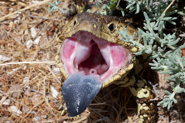 Eastern Shingleback (Tiliqua rugosa aspera)