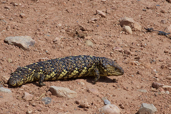 Eastern Shingleback (Tiliqua rugosa aspera)