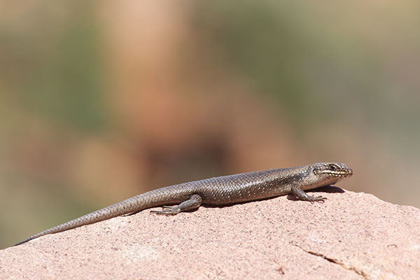 Tree Skink (Egernia striolata)