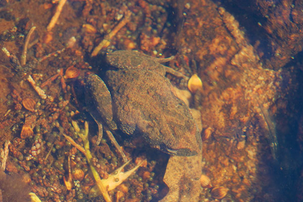 Southern Flinders Ranges Froglet (Crinia riparia)