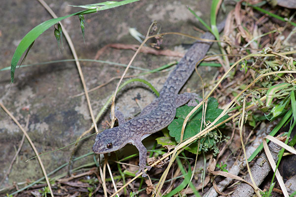 Marbled Gecko (Christinus marmoratus)