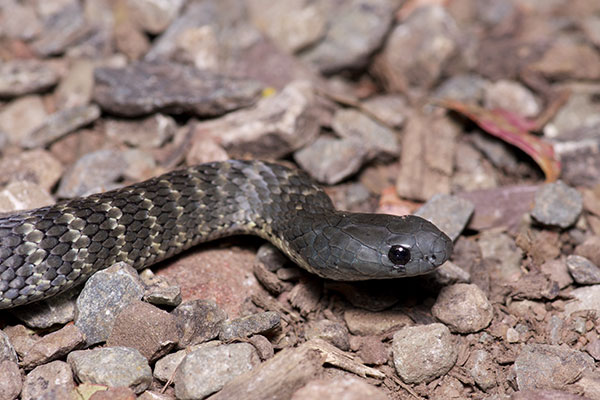 Flinders Ranges Tiger Snake (Notechis scutatus ater)