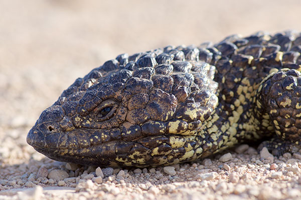 Eastern Shingleback (Tiliqua rugosa aspera)