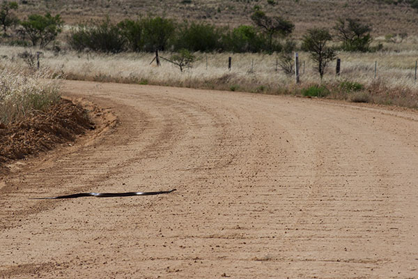 Eastern Brown Snake (Pseudonaja textilis)