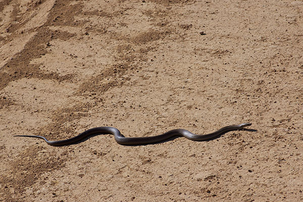 Eastern Brown Snake (Pseudonaja textilis)