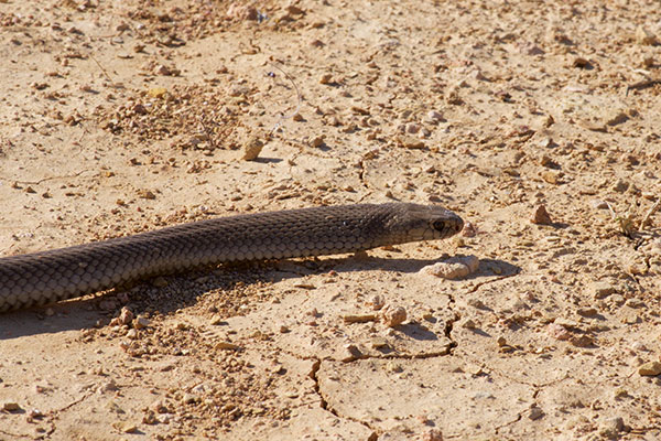 Eastern Brown Snake (Pseudonaja textilis)