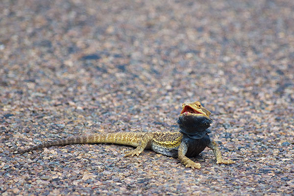 Central Bearded Dragon (Pogona vitticeps)