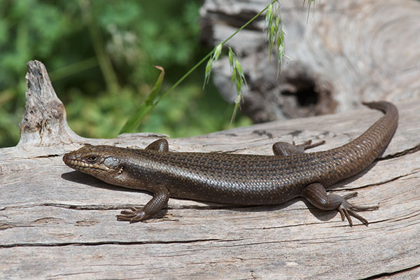 Tree Skink (Egernia striolata)