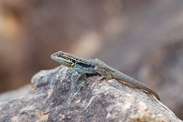 Swift Rock Dragon (Ctenophorus modestus)