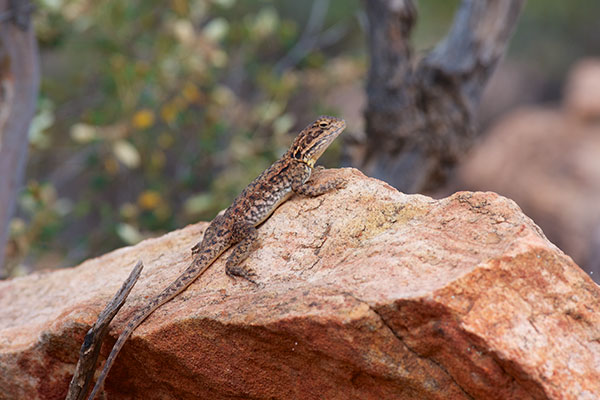 Swift Rock Dragon (Ctenophorus modestus)