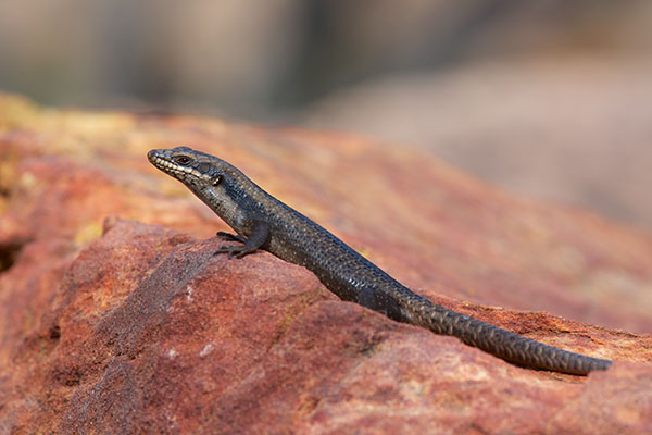 Tree Skink (Egernia striolata)