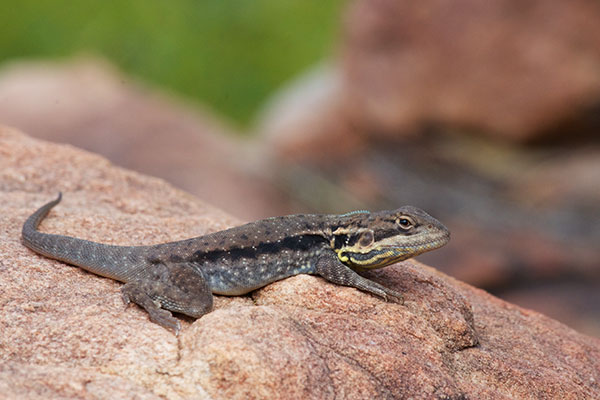 Swift Rock Dragon (Ctenophorus modestus)