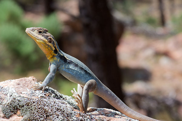 Swift Rock Dragon (Ctenophorus modestus)