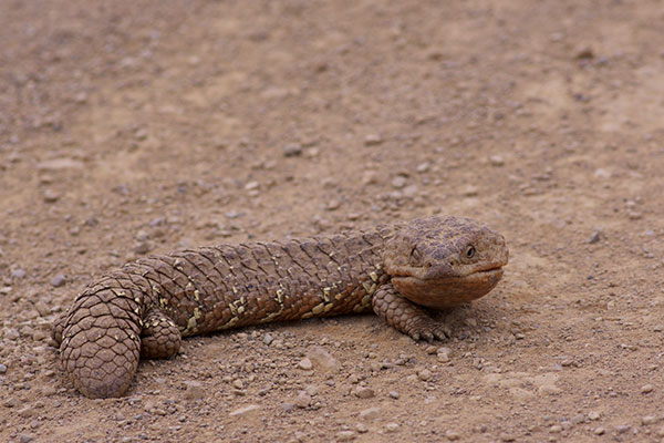 Eastern Shingleback (Tiliqua rugosa aspera)