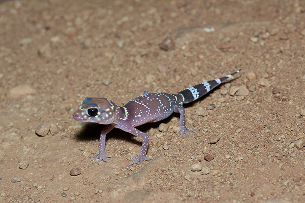 Common Thick-tailed Gecko (Underwoodisaurus milii)