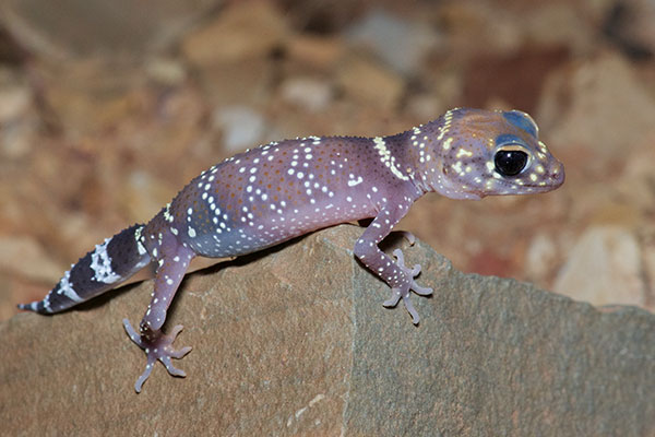 Common Thick-tailed Gecko (Underwoodisaurus milii)