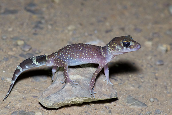 Common Thick-tailed Gecko (Underwoodisaurus milii)