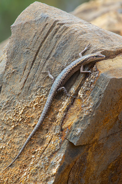 Inland Snake-eyed Skink (Cryptoblepharus australis)